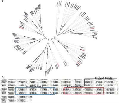 The ThSOS3 Gene Improves the Salt Tolerance of - Frontiers